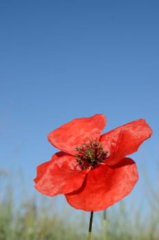 A close up of a beautiful poppy