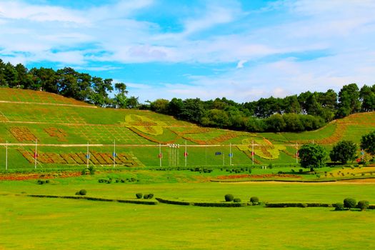 Dreamy grass