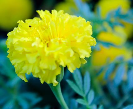 Close up of yellow flower