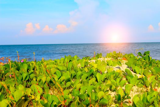 beach of china