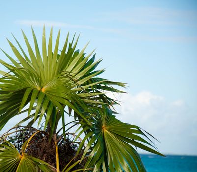 Image of colorful palm fronds against a blue ocean and sky.