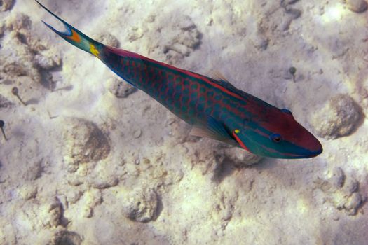 Image of a colorful, blue tropical fish.                               