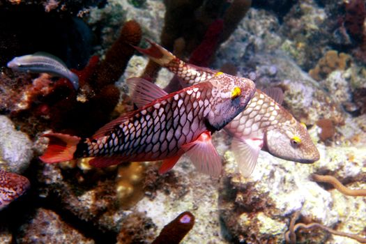 Image of a few colorful tropical fish.                               