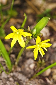 Gagea lutea, Yellow Star