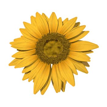 Image of a colorful sunflower isolated on a white background.