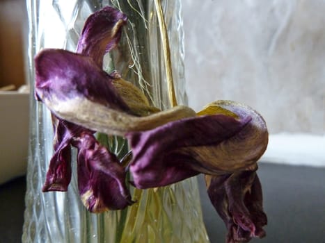 dried purple tulip as a background