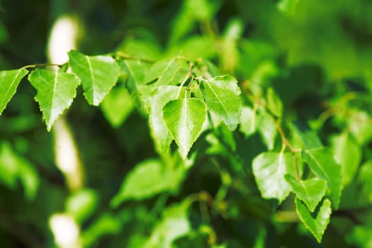 summer background from the bright green juicy leaves of plant