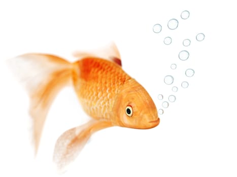 goldfish and bubbles isolated on a white background