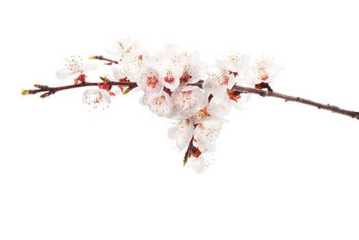 cherry twig in bloom