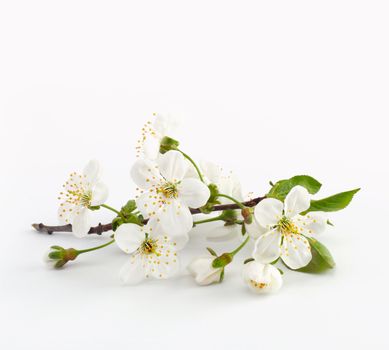 cherry twig in bloom