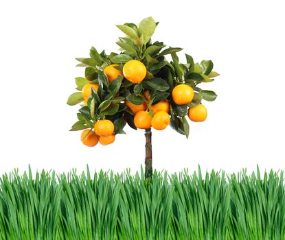 grass and orange tree