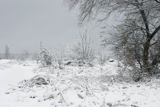 winter landscape