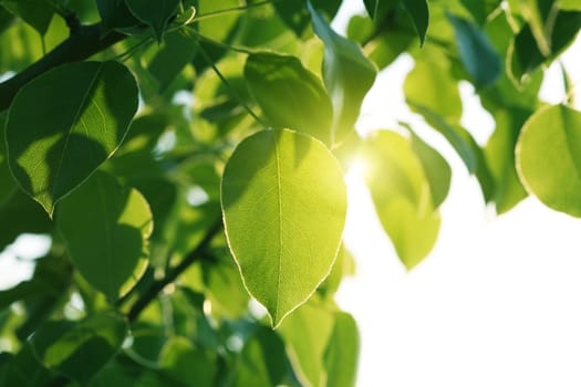 sunlight on green leaves 