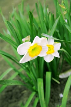 tender narcissuses with a green leaf in a spring garden