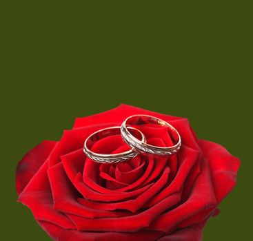 wedding rings and on a red roses