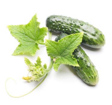 Fresh cucumbers with leaf