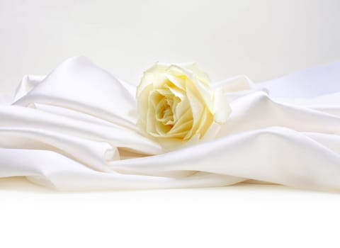 rose on white silk background