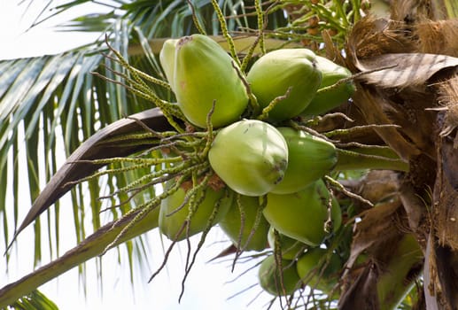 Close up  coconut with a bunch on tree