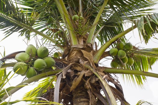 Close up  coconut with a bunch on tree