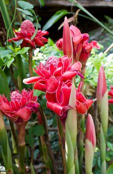 Torch ginger, etlingera elatior flowers family zingiberaceae.