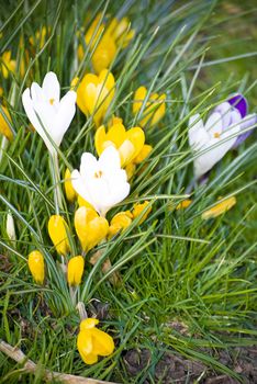 beautiful spring crocuses on a green grass in park