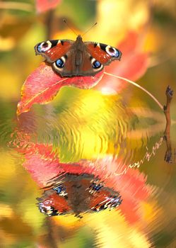 A reflect of  brown butterfly in water