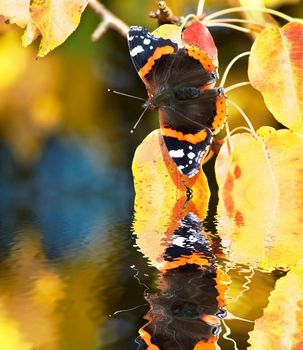 An image of  butterfly sitting on a pear-tree leaves