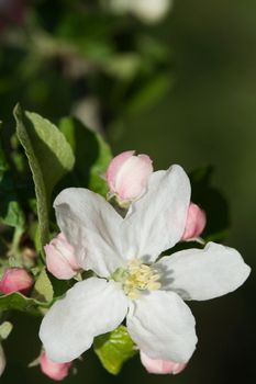 Beautiful white apple blossoms on the green background