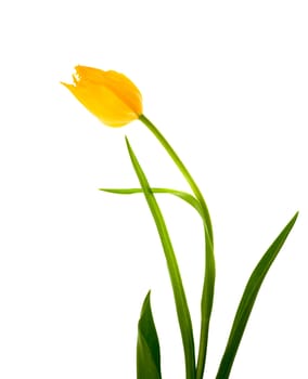 Stock photo: an image of  nice yellow tulip