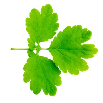 An image of a green leaf isolated