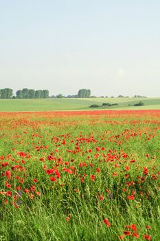 An image of beautiful field with poppies