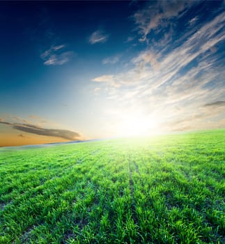 Bright glowing sunset over growing green crops on the field
