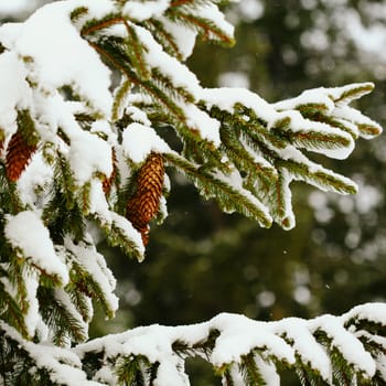 An image of green firtree branches and cones