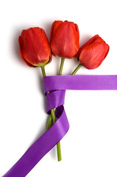 An image of three tulips with violet ribbon
