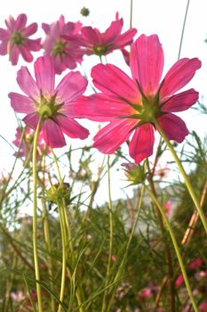 An image of violet flowers