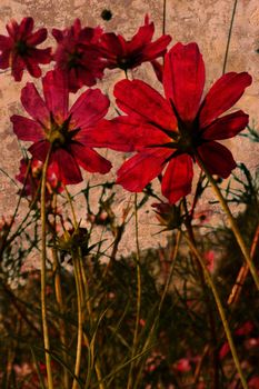 An image of violet flowers