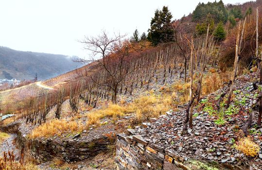 view on grape in vineyard on the hill