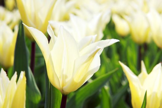 white tulips flower close up outdoors