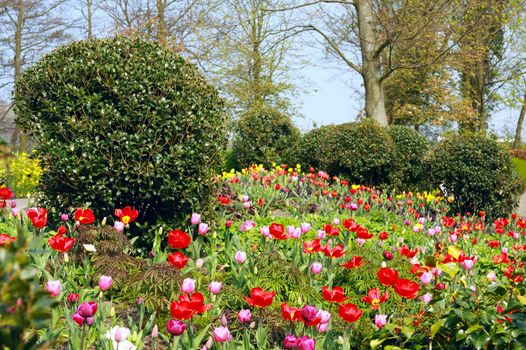 beautiful garden Keukenhof during spring with many colorful flowers