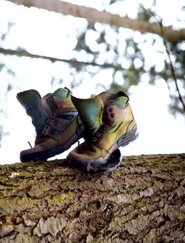 pair of old tracking shoes on the tree