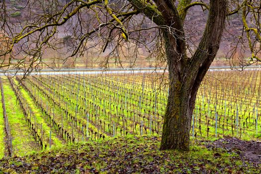 abstract view on the old tree and vineyard on it's background