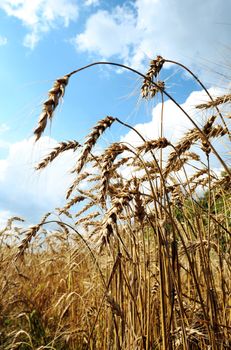An image of a summer field of wheat and sky