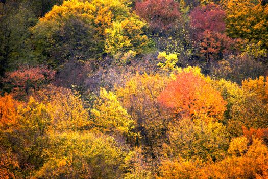 A background of color leaves