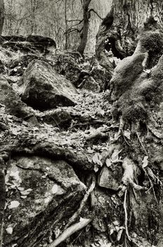 An image of moss and roots and stones