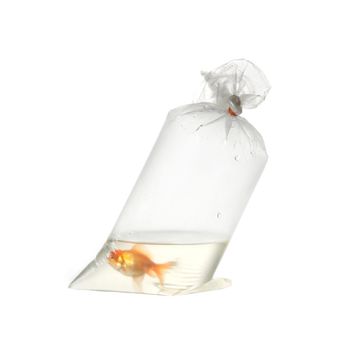An image of golden fish in plastic package
