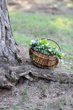 An image of a basket with spring flowers