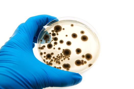 microbiological agar plate with fungi on white background