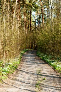 An image of a road in spring forest