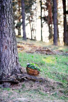 An image of a basket with spring flowers