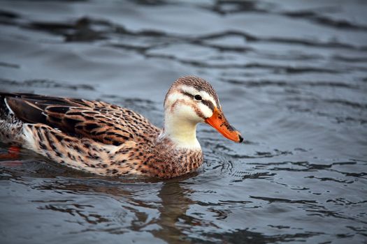 wild duck female on the water